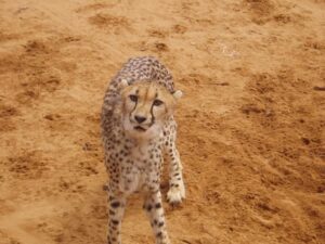 4x4 Rentals Namibia Cheetah
